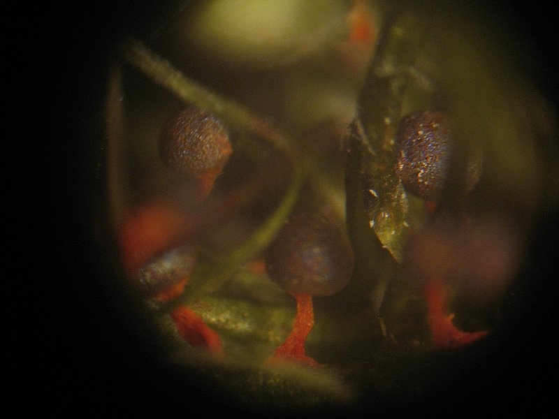 2008   Atelier myxo   Physarum psitacinum 002